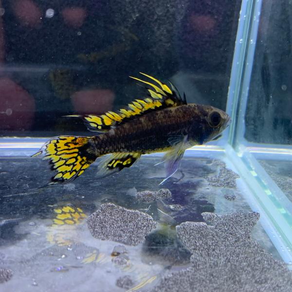 Ａｐ．カカトイデス ダブルレッド